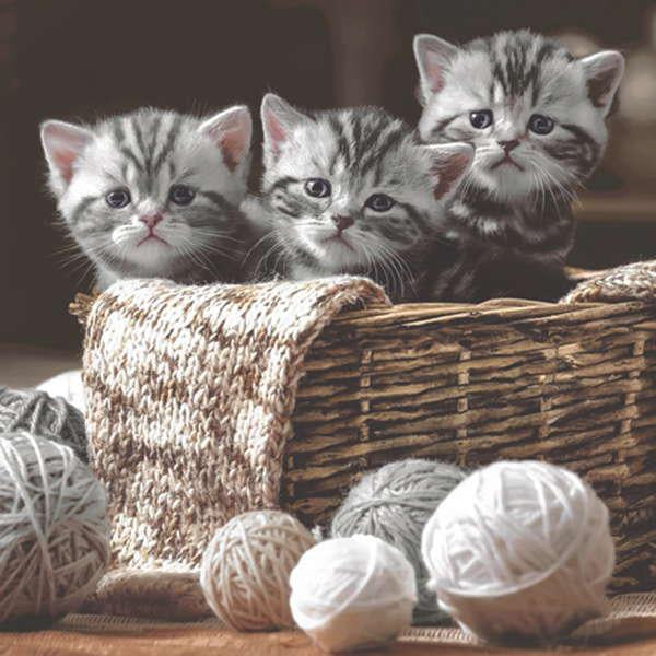3 KITTENS IN A BASKET LUNCH NAPKINS